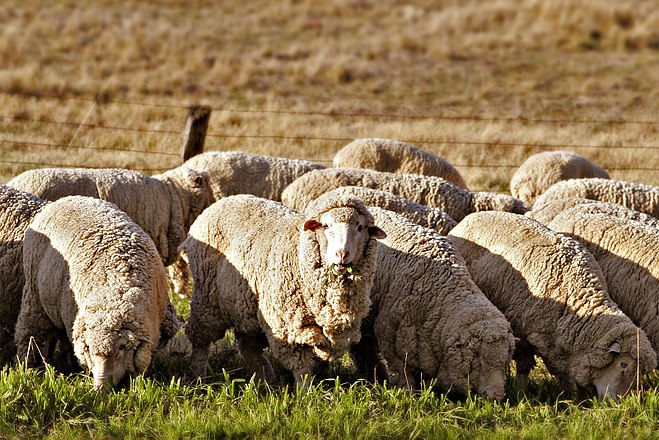 pecore merino per la produzione della lana e seta