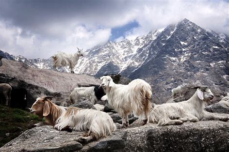 goats for the cashmere and silk production