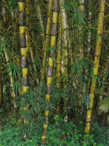 bambù